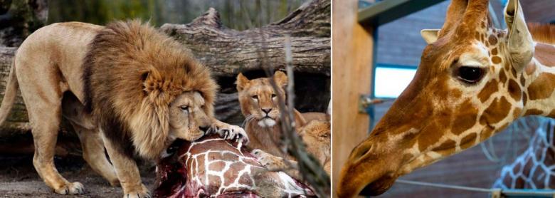 La un an de la scandalul Girafa Marius, disecţie publică a unui leu la o grădină zoologică din Danemarca