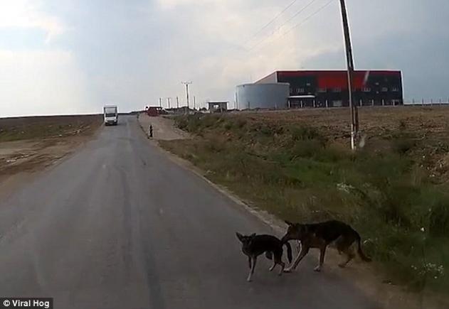 VIDEO: Un filmuleţ de pe drumurile din România face furori. Află de ce!